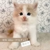 サイベリアン【茨城県・男の子・2025年9月17日・クリームタビー&ホワイト】の写真15