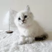 サイベリアン【茨城県・女の子・2024年10月27日・ブルーリンクスポイント(ネヴァマスカレード)】の写真3