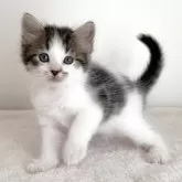 サイベリアン【茨城県・男の子・2025年8月10日・ブラウンタビー&ホワイト】の写真8