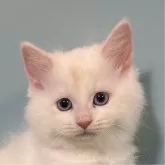 サイベリアン【茨城県・男の子・2024年10月12日・クリームリンクスポイント】の写真11