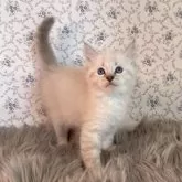 サイベリアン【茨城県・男の子・2025年9月1日・ブルーリンクスポイント(ネヴァマスカレード)】の写真6