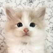 サイベリアン【茨城県・男の子・2025年9月17日・クリームタビー&ホワイト】の写真3