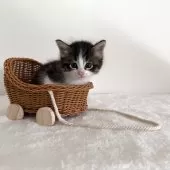 サイベリアン【茨城県・男の子・2025年7月17日・ブラウンタビー&ホワイト】の写真9