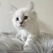 サイベリアン【茨城県・女の子・2024年10月27日・ブルーリンクスポイント(ネヴァマスカレード)】の写真4