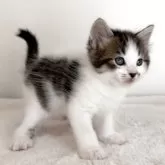 サイベリアン【茨城県・男の子・2025年8月10日・ブラウンタビー&ホワイト】の写真9