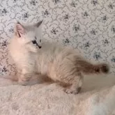 サイベリアン【茨城県・男の子・2025年9月1日・ブルーリンクスポイント(ネヴァマスカレード)】の写真8