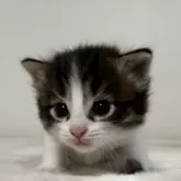 サイベリアン【茨城県・男の子・2025年7月17日・ブラウンタビー&ホワイト】の写真10