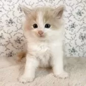 サイベリアン【茨城県・男の子・2025年9月17日・クリームタビー&ホワイト】の写真6