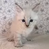 サイベリアン【茨城県・男の子・2025年9月1日・ブルーリンクスポイント(ネヴァマスカレード)】の写真9