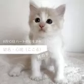 サイベリアン【茨城県・男の子・2025年8月10日・クリームタビー&ホワイト】の写真6