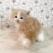 サイベリアン【茨城県・男の子・2025年9月17日・クリームタビー&ホワイト】の写真7