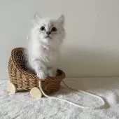 サイベリアン【茨城県・女の子・2024年10月27日・ブルーリンクスポイント(ネヴァマスカレード)】の写真6