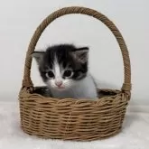 サイベリアン【茨城県・男の子・2025年7月17日・ブラウンタビー&ホワイト】の写真11