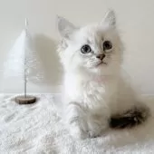 サイベリアン【茨城県・女の子・2024年10月27日・ブルーリンクスポイント(ネヴァマスカレード)】の写真2