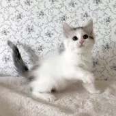 サイベリアン【茨城県・女の子・2025年8月10日・ブルーパッチドタビー&ホワイト】の写真6