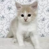 サイベリアン【茨城県・男の子・2025年8月10日・クリームタビー&ホワイト】の写真13