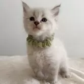 サイベリアン【茨城県・男の子・2025年9月1日・ブルーリンクスポイント(ネヴァマスカレード)】の写真13