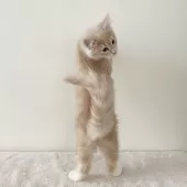 サイベリアン【茨城県・男の子・2024年9月20日・クリームタビー&ホワイト】の写真7