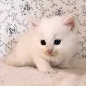 サイベリアン【茨城県・男の子・2025年9月17日・クリームリンクスポイント(ネヴァマスカレード)】の写真7