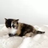 サイベリアン【茨城県・女の子・2025年12月9日・トーティー】の写真9