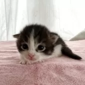 サイベリアン【茨城県・男の子・2025年7月17日・ブラウンタビー&ホワイト】の写真12