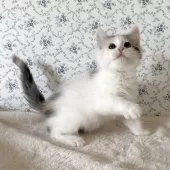 サイベリアン【茨城県・女の子・2025年8月10日・ブルーパッチドタビー&ホワイト】の写真10