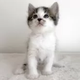 サイベリアン【茨城県・男の子・2025年8月10日・ブラウンタビー&ホワイト】の写真7