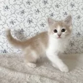 サイベリアン【茨城県・男の子・2025年8月10日・クリームタビー&ホワイト】の写真6