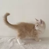 サイベリアン【茨城県・男の子・2024年9月20日・クリームタビー&ホワイト】の写真9