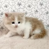 サイベリアン【茨城県・男の子・2025年9月17日・クリームタビー&ホワイト】の写真4