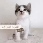 サイベリアン【茨城県・男の子・2025年8月10日・ブラウンタビー&ホワイト】の写真14