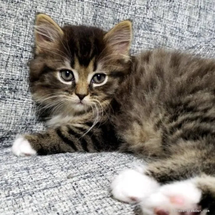 ID：2303-02144の子猫