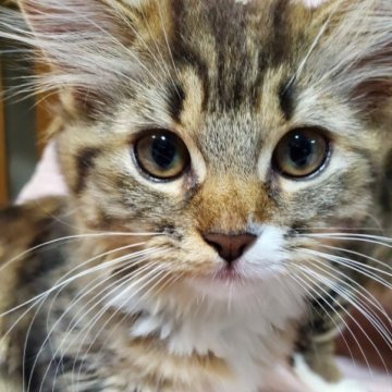 マンチカン(長足)【大阪府・女の子・2023年7月30日・ブラウンタビーホワイト】の写真「元気いっぱい可愛い女の子です♬」