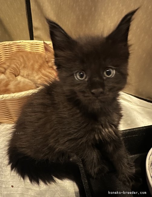 Granz君(2ヶ月の写真)将来のパパ猫候補🤭｜山本　悦子(やまもと　えつこ)ブリーダー(熊本県・メインクーン・TICA/TCC登録)の紹介写真10