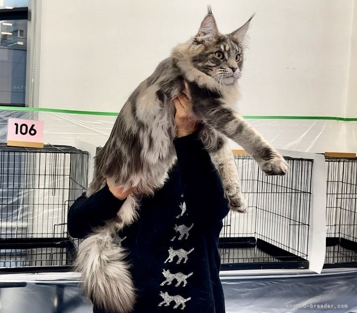 パパ猫候補　シャイン君｜山本　悦子(やまもと　えつこ)ブリーダー(熊本県・メインクーン・TICA/TCC登録)の紹介写真2