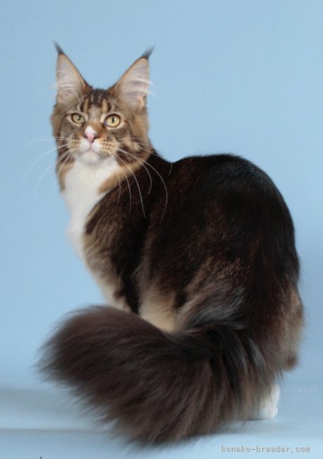 Nobilis君　将来のパパ猫候補です。｜山本　悦子(やまもと　えつこ)ブリーダー(熊本県・メインクーン・TICA/TCC登録)の紹介写真5