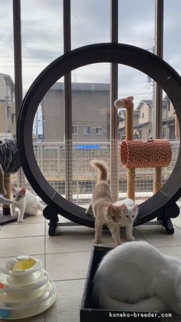 にゃんずテラスは仔猫達のお気に入り🐾🐾｜山本　悦子(やまもと　えつこ)ブリーダー(熊本県・メインクーン・TICA/TCC登録)の紹介写真8