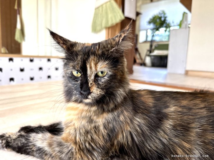 メインクーン【・女の子・2022年1月23日・トゥーティシェル】