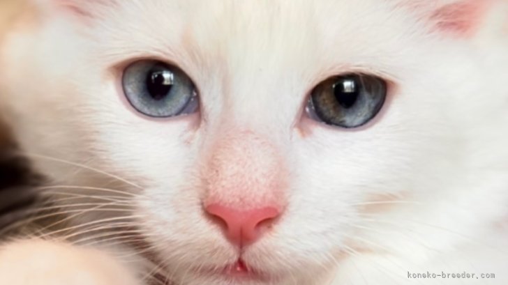 メインクーン【・女の子・2022年4月23日・ホワイトソリッド】「ダイクロイックアイの瞳を持っママ猫です。」