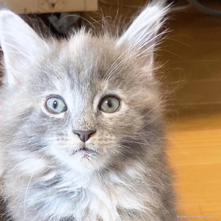 ゆう 様のお迎えした子猫