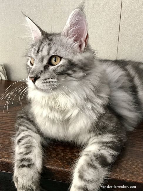 メインクーン【・男の子・2019年1月22日・シルバータビー】「とてもハンサムなパパにゃんです。」