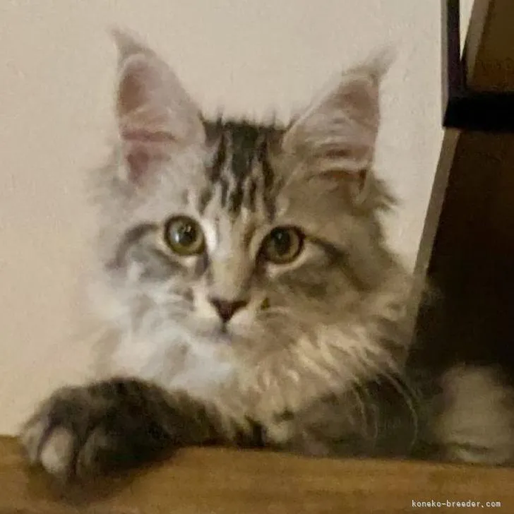 T.H 様のお迎えした子猫