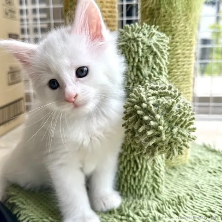 M.K 様のお迎えした子猫