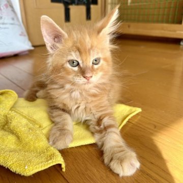 メインクーン【熊本県・男の子・2024年10月16日・レッドクラシックタビー】の写真「凛とした顔立ちの人懐こい甘えん坊さんな男の子💞」