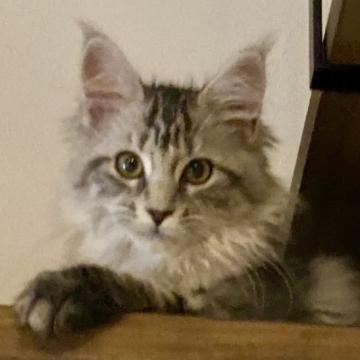 メインクーン【熊本県・女の子・2022年8月13日・シルバータビー】の写真「シルバークラシックのとても美しい女の子です❣️」