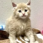 メインクーン【熊本県・男の子・2023年4月9日・クリームティックドタビー】の写真1