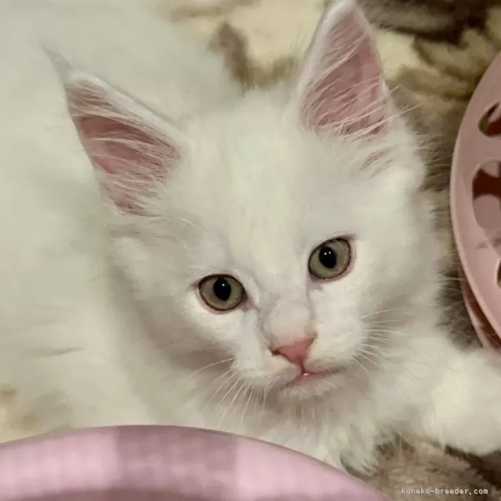 ID：2501-01729の子猫