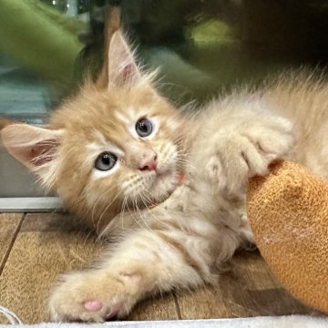 メインクーン【熊本県・男の子・2025年4月25日・レッドクラシックタビー】の写真「愛らしいお顔の男の子💞」