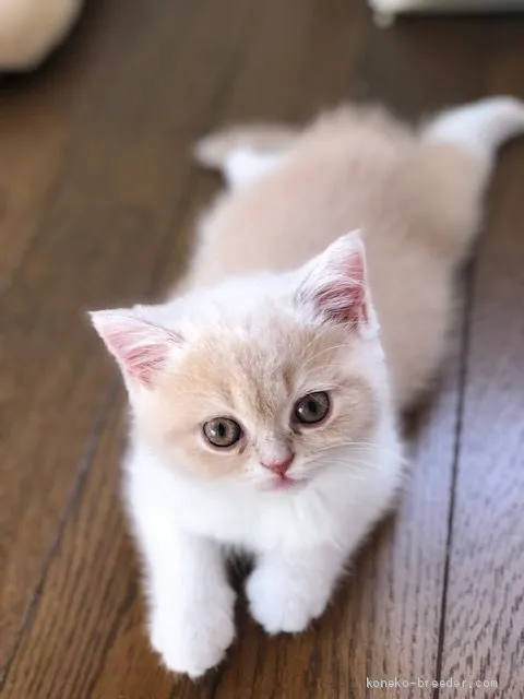 ゆきんこ 様のお迎えした子猫