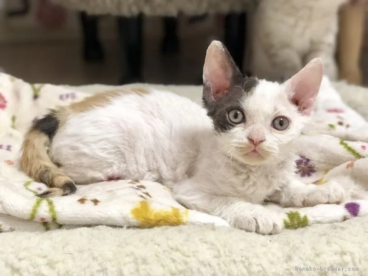 ID：2105-00286の子猫